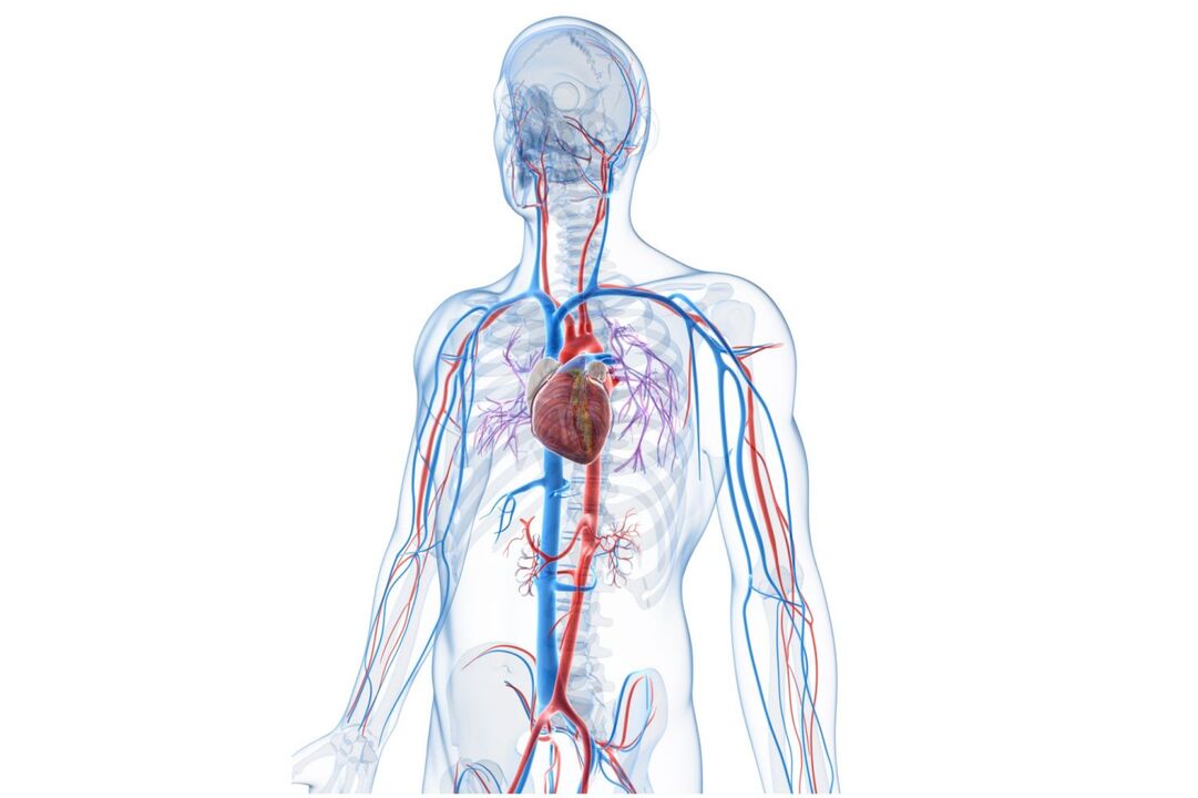 sistema cardiovascular saudável após tomar Blutforde